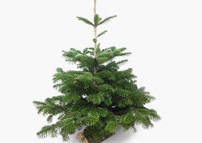 Weihnachtsbaum-2-1