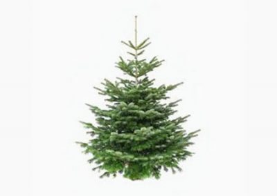 Weihnachtsbaum-2-2
